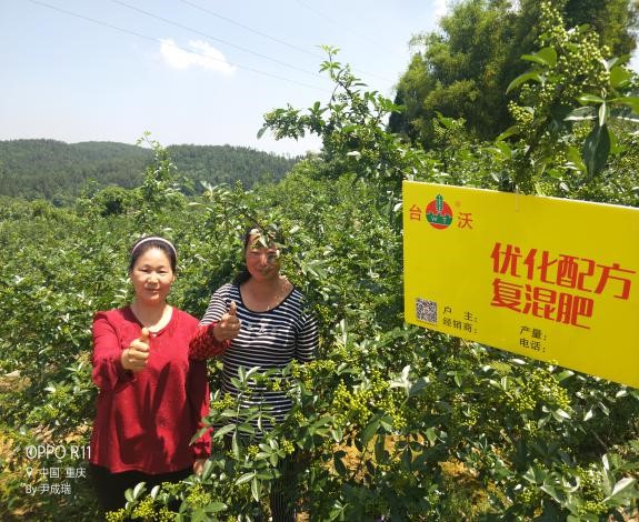 重庆涪陵区复兴乡花椒种植户为台沃花椒营养套餐竖起大拇指.jpg